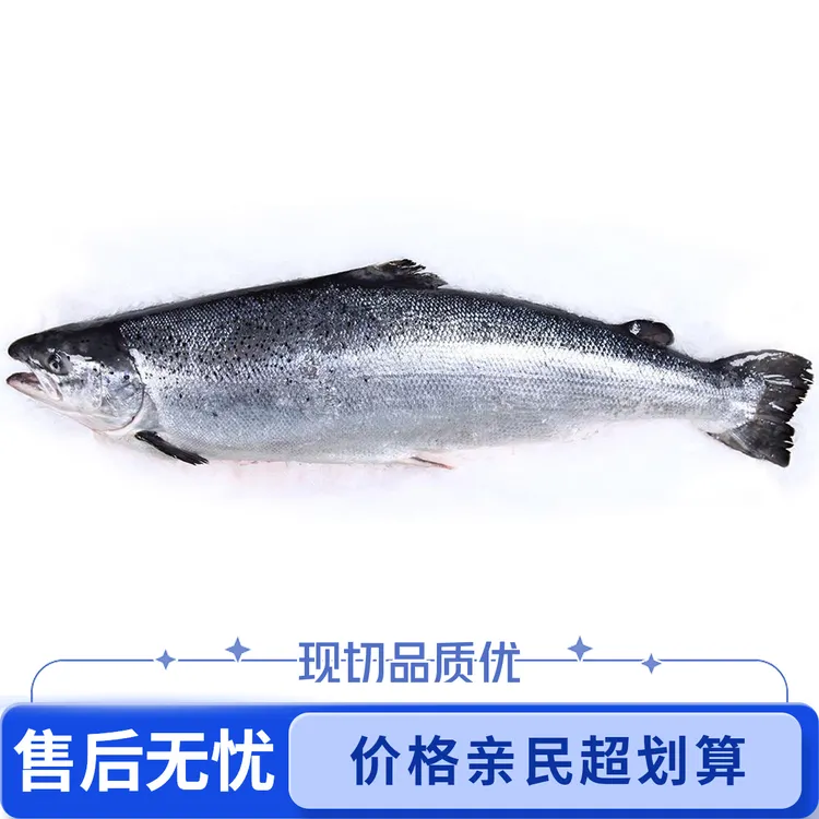【挪威整条】正宗冰鲜挪威三文鱼进口大西洋鲑鱼整条现切