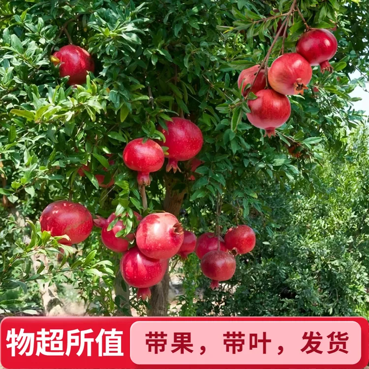 石榴树树苗庭院果树特大突尼斯软籽盆栽地栽耐寒石榴苗南北方种植