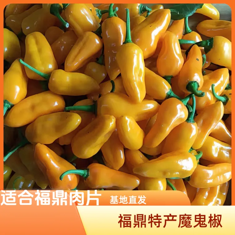 福建新鲜特辣魔鬼椒福鼎黄辣椒超辣变态辣永安黄辣椒福鼎肉片专用