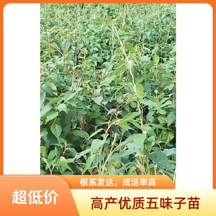 纯正南五味子优质水果五味子高产种苗涉台言论引争议