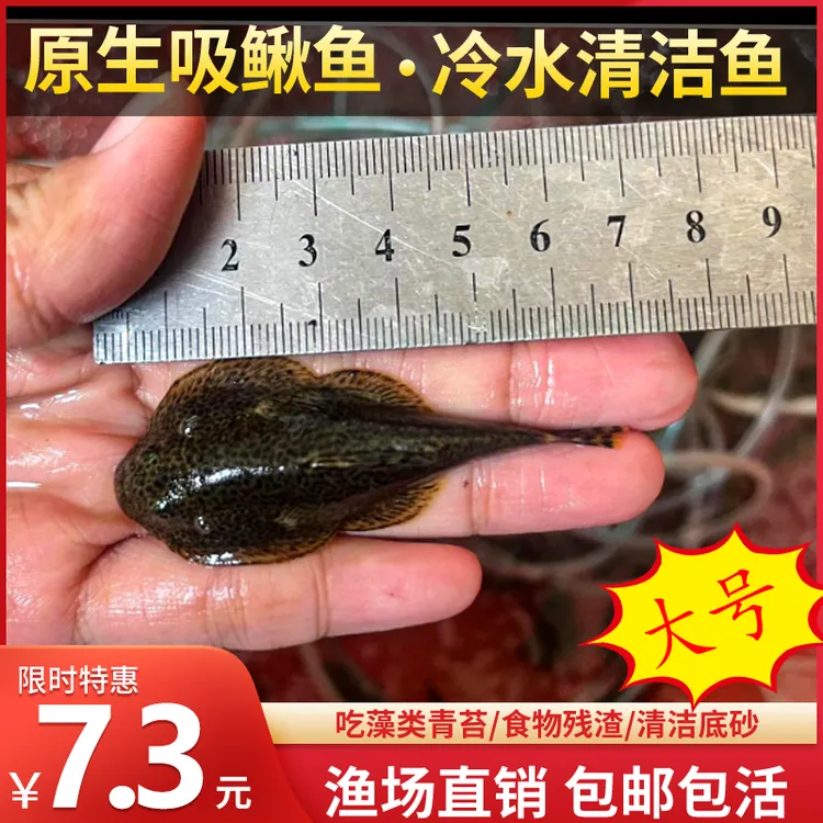 贵州爬岩鳅 双吸盘爬岩鳅 冷水清洁工 淡水工具鱼 擦玻璃吃垃圾
