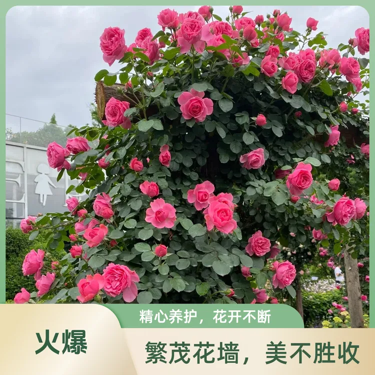 【粉色达芬奇】月季花苗爬藤月季爬藤月季大花庭院阳台多季开花