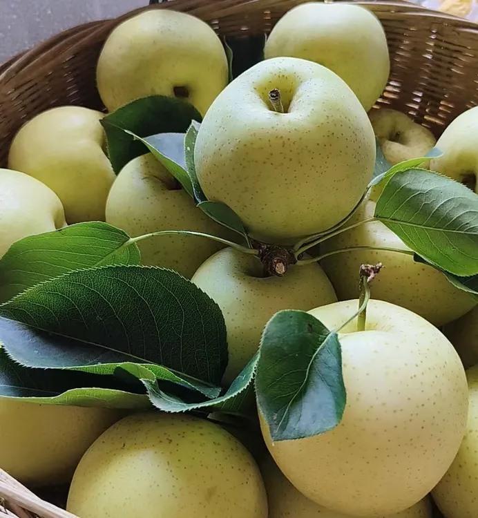 尚家村青皮黄金梨