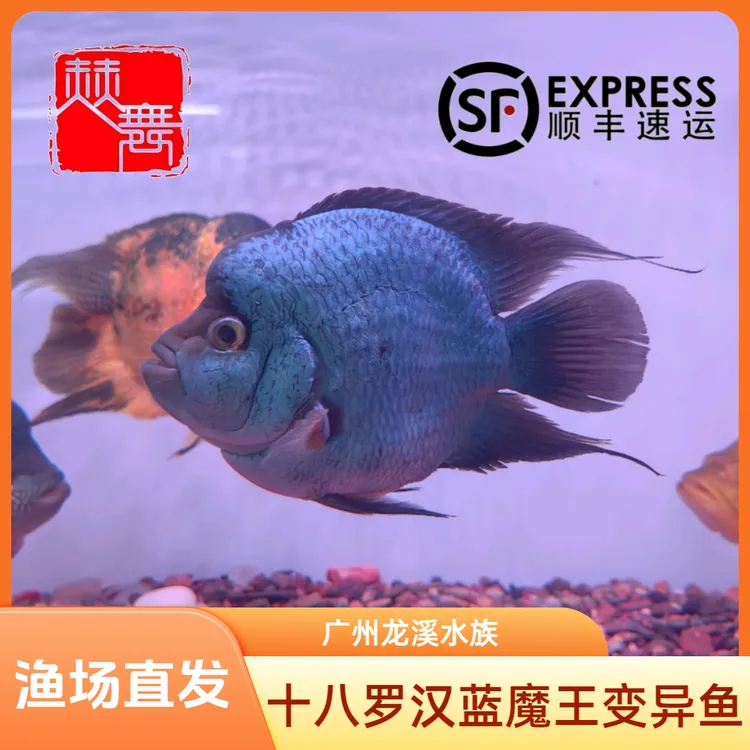赫舞甄选  十八罗汉鱼元宝起头爆头蓝魔王变异鱼金丝玉热带淡水鱼