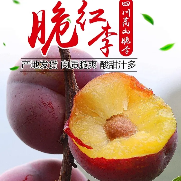 四川九寨沟当天现摘高山脱骨脆红李当季水果