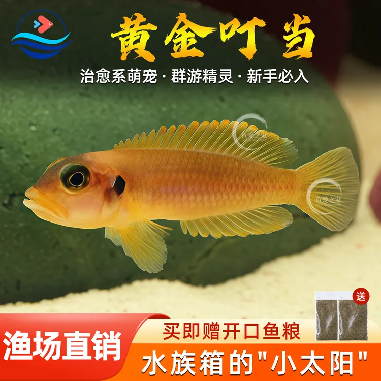黄金叮当鱼热带淡水鱼非洲坦鲷岩栖鱼小型群游鱼好养易活三湖慈鲷