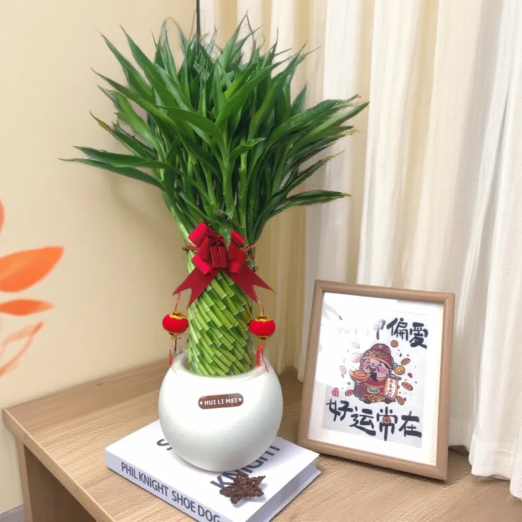 【中号】手工编织招财竹适办公室收银台玄关摆放年宵花室内绿植盆栽