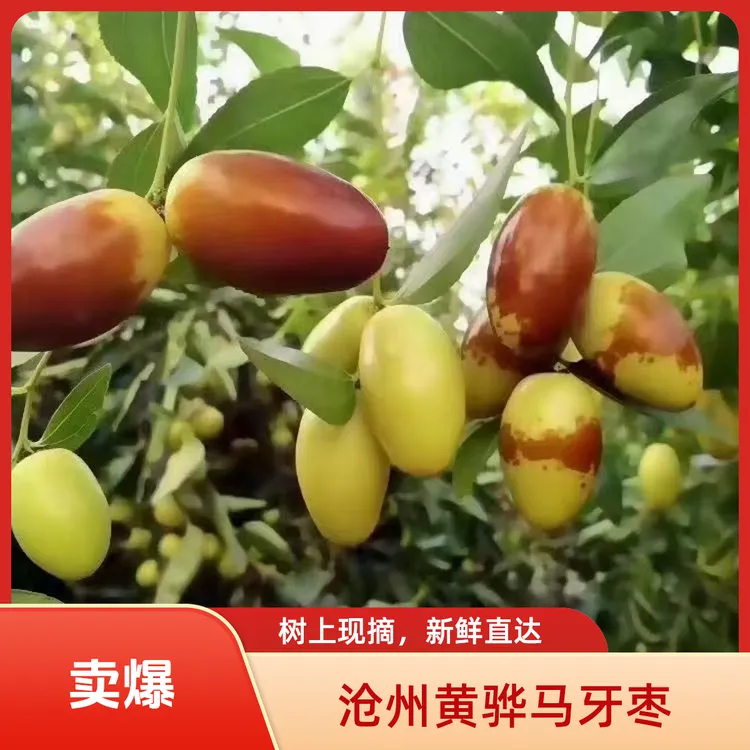 【顺丰包邮】正宗沧州黄骅马牙枣长枣大枣红皮皮薄水果新鲜采摘脆甜