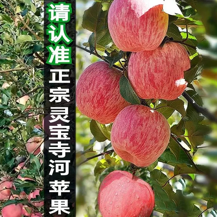 正宗灵宝苹果寺河山红富士一级精品冰糖心丑苹果平富硒无sod印字