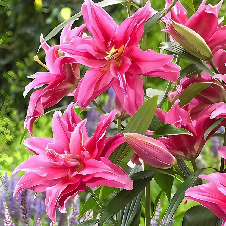 香水百合进口带芽耐热种球浓香百合室内外种植盆栽观花耐旱百合花