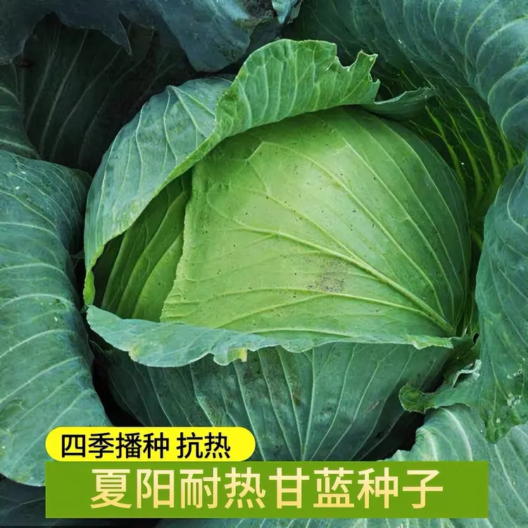绿甘蓝紫甘蓝种子沙拉卷心菜大头菜包心菜阳台盆栽小院种植蔬菜