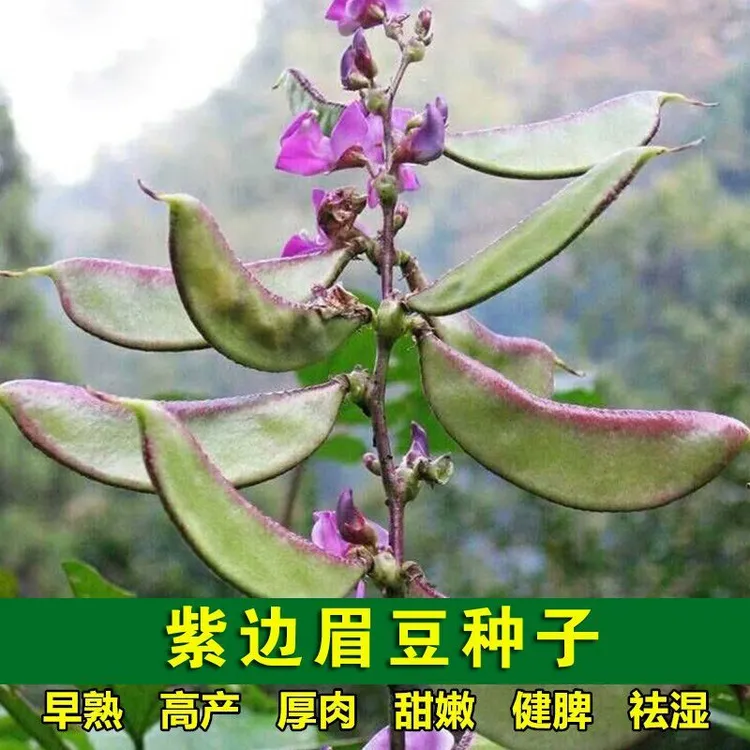 紫边眉子扁豆角四季播蔬菜高产易种农家种籽