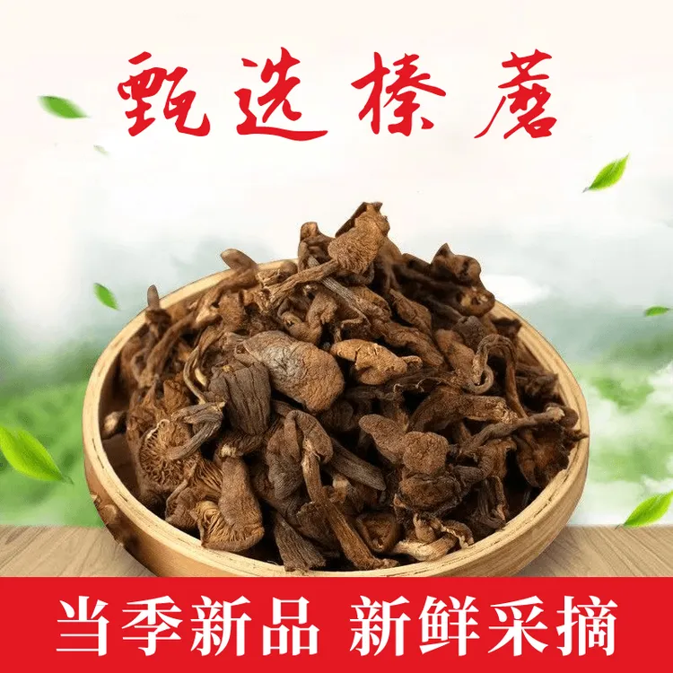 当季新品榛蘑山上自采自晒干货无根小鸡炖蘑菇新鲜采摘413