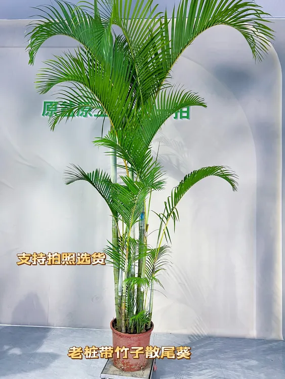 散尾葵老桩大型绿植室内室外盆栽植物好养活售后客厅除甲醛庭院