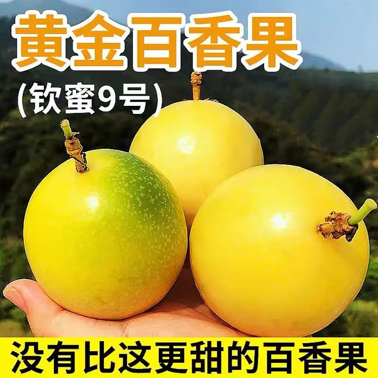 赣南寻乌钦蜜9号食用黄金百香果采摘食用泡水产地