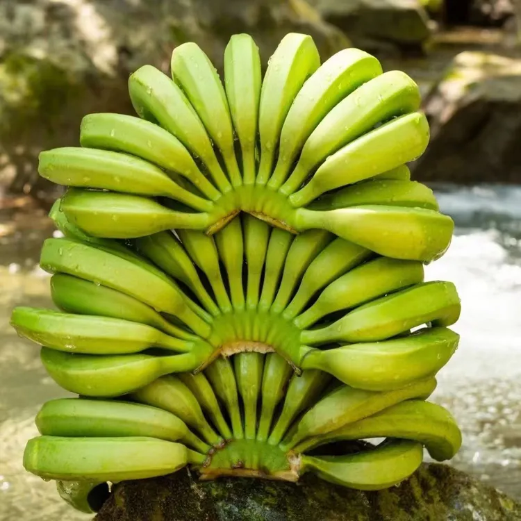 5斤广西高山新鲜青香蕉不打催熟剂自己催熟更健康绿皮香蕉发货