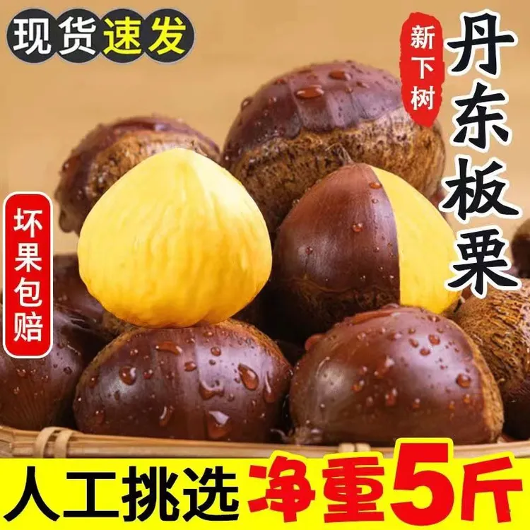 辽宁丹东高山板栗5斤大果生板栗单果坏果包赔2024新果赠栗爪