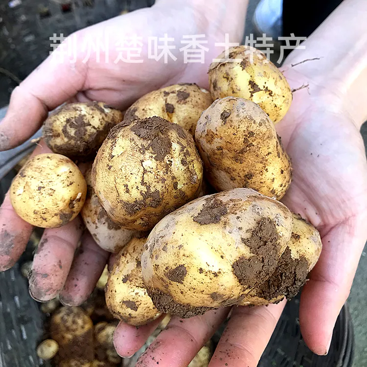 【黄芯土豆】新鲜现挖食用黄芯土豆农家自种洋芋马铃薯1500g