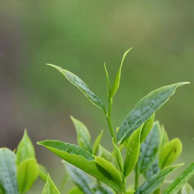 凤凰单丛茶老枞锯朵仔