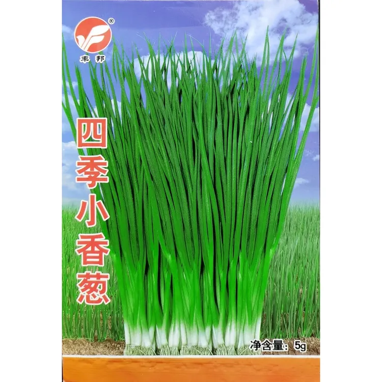 四季小香葱种子独根小葱种子四季蔬菜种籽5克约800粒