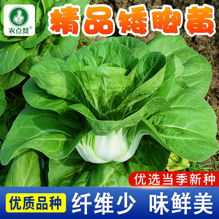 青菜种籽  南京矮脚黄矮白菜青菜种籽四季阳台盆栽种植蔬菜精品