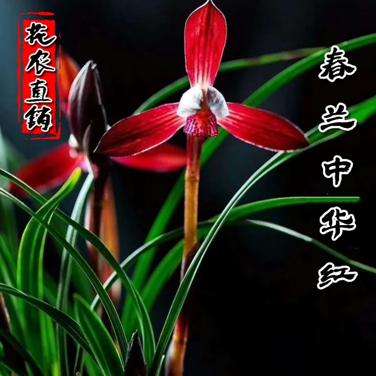 兰花盆栽植物名贵客厅春兰中华红带花苞浓香绿植花卉兰花苗 阳台