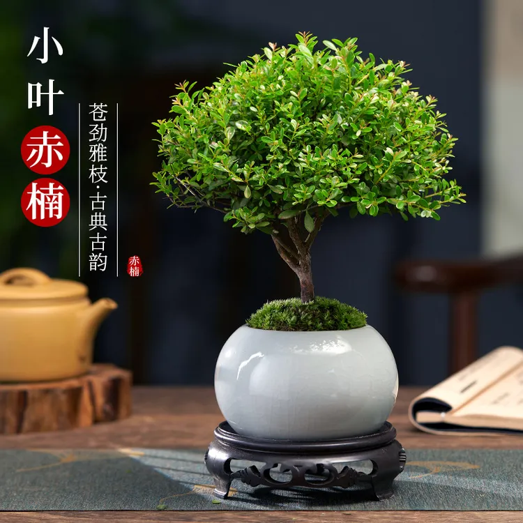 【基地直发】小叶赤楠老桩盆景绿植花卉微景观室内四季常青盆栽商品图