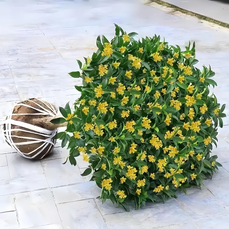 桂花树苗盆栽四季开花浓香型室内庭院耐寒花卉可食用金桂四季绿植