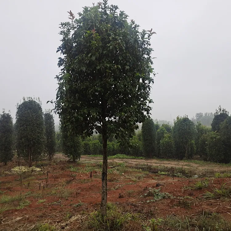 桂花，丹桂，硃砂，状元红，早红丹桂，花多开花早，丹桂的新宠