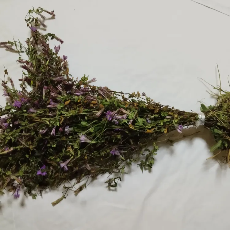 龙胆草开花好养的盆栽花卉绿植适合室内外阳台庭院