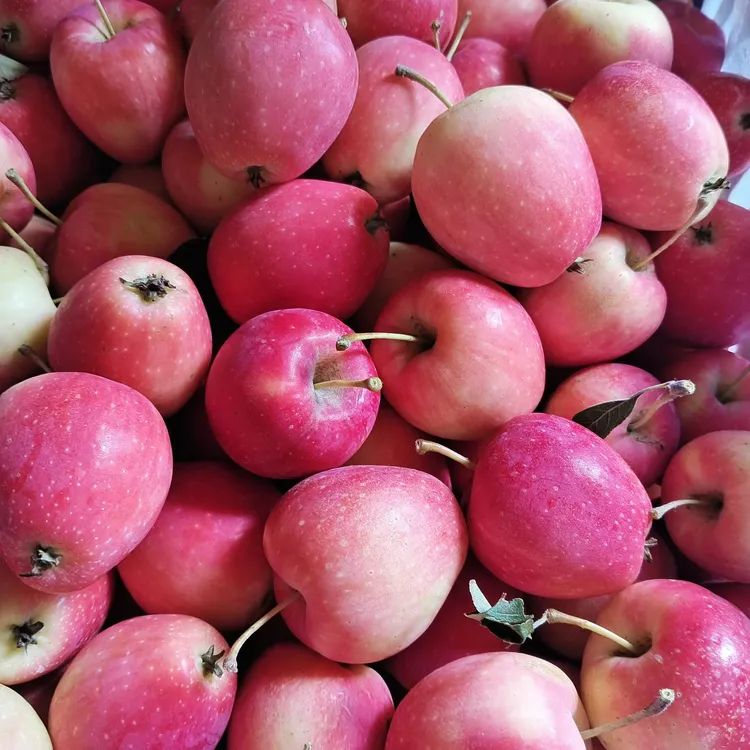 [顺丰包邮]东北特产鸡心果锦绣海棠酸甜可口脆爽多汁新鲜应季水果