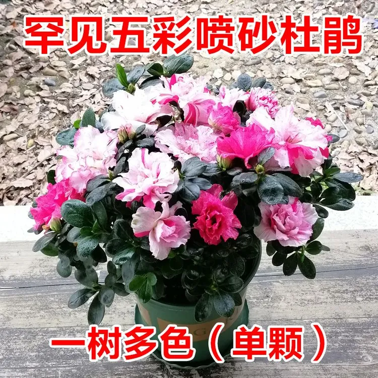 【带花苞发货】杜鹃花盆栽四季开花耐寒植物阳台客厅办公室花卉
