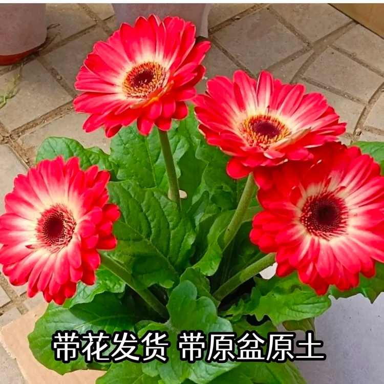 非洲菊玫瑰鲜花盆栽带花苞鲜花盆栽扶郎花苗四季开花