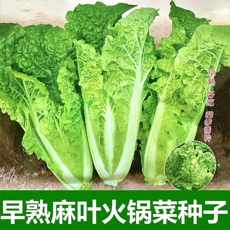 麻叶火锅菜种子无筋高产抗病耐热秋季中熟麻叶大白菜蔬菜种子大全