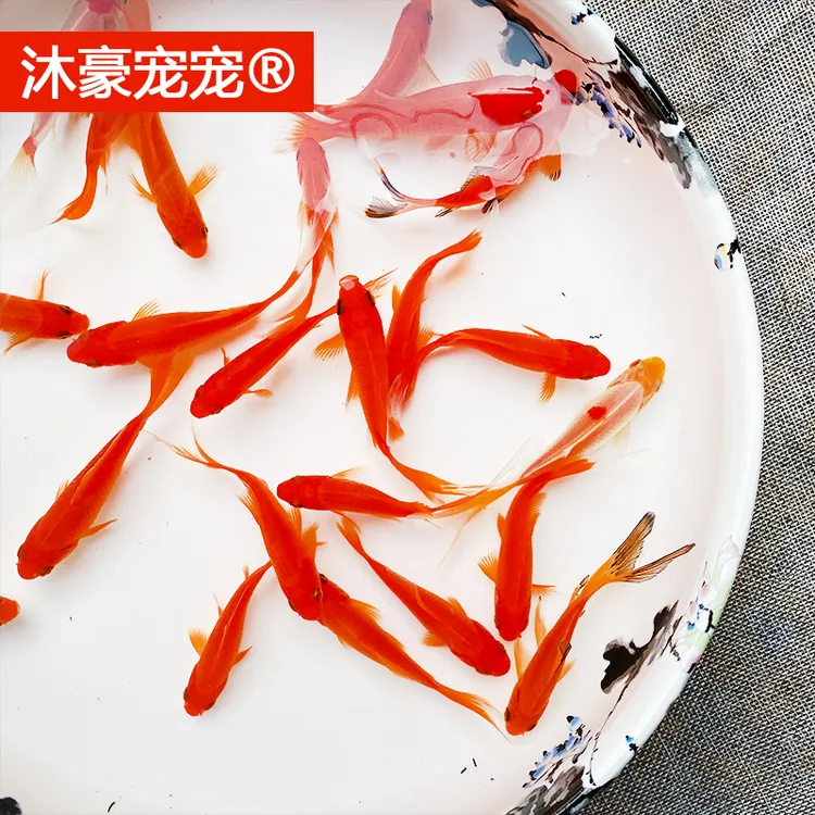 沐豪宠宠【运营推荐】红草金鱼淡水锦鲫好养耐活冷水观赏鱼不加温