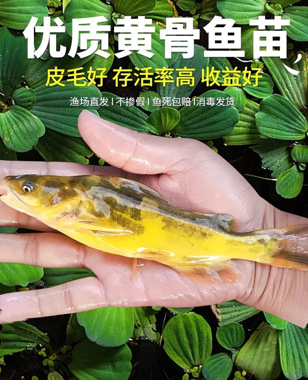 广东鱼塘鱼嘎鱼黄辣丁水产批发1-2g更多鱼类食用昂刺鱼黄骨鱼