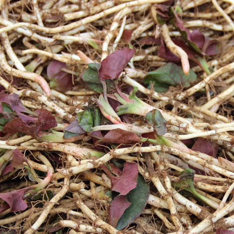 【飞鱼小店】0.5-5斤贵州鱼腥草新鲜折耳根现挖节节根农家凉拌菜