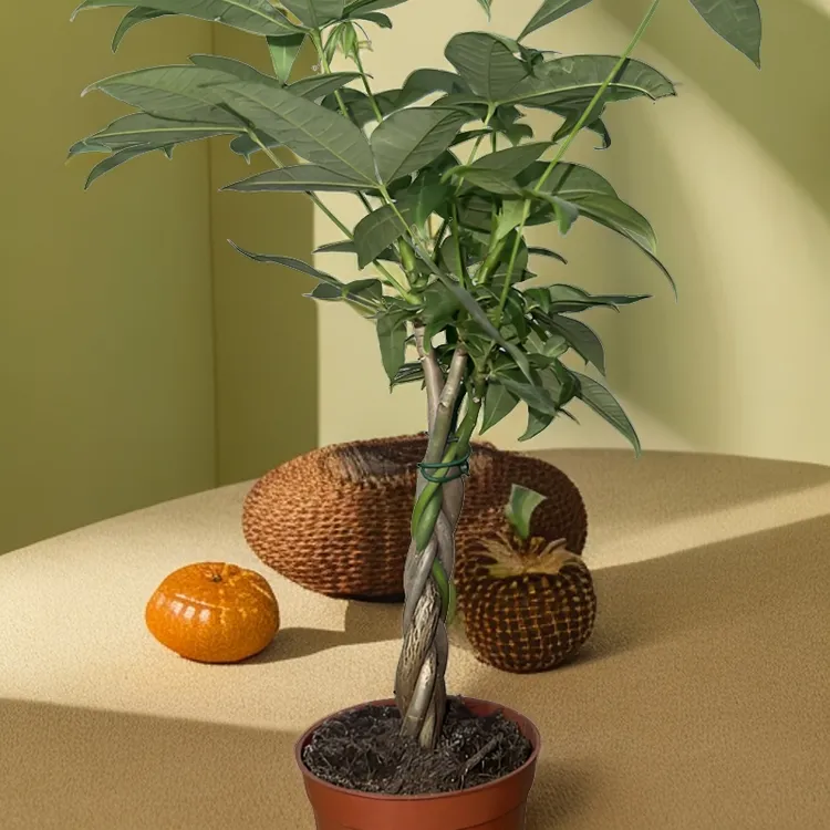发财树大颗辫子盆栽室内五辫招财树植物客厅大型盆景绿植人财两旺