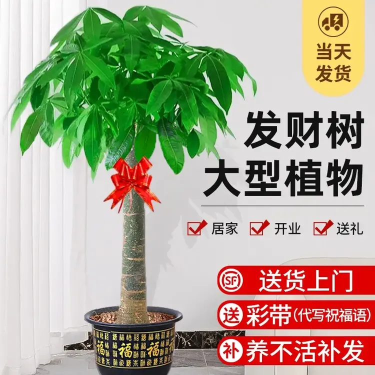 发财树盆栽大棵室内摆客厅大型步步高招财树绿植物发财树大棵盆栽