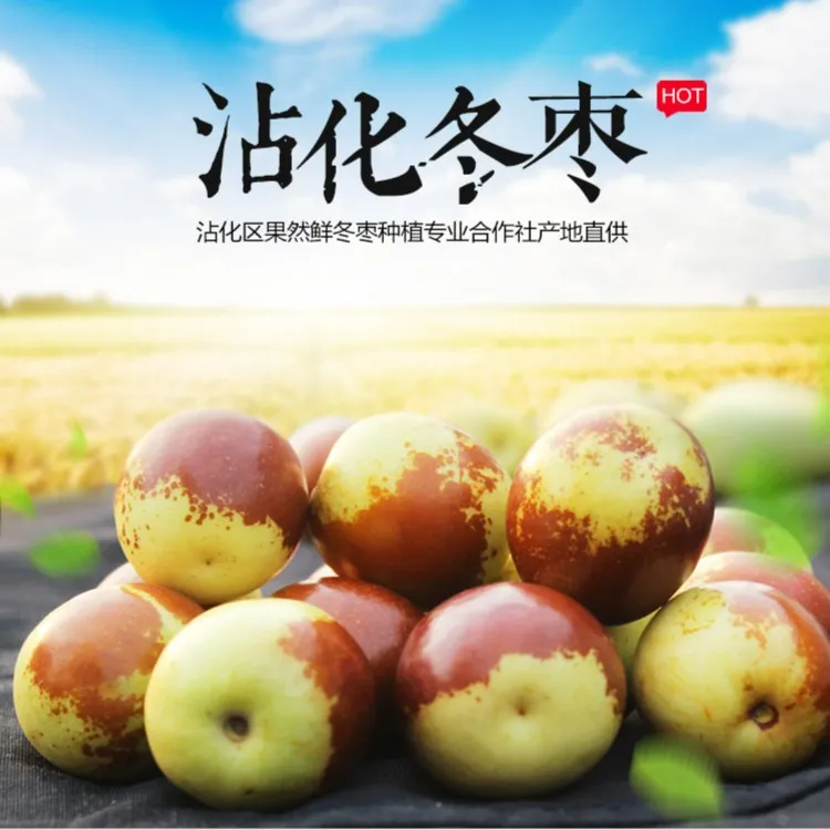 (坏果包赔）新鲜沾化二代冬枣当季水果包脆甜3斤5斤包邮