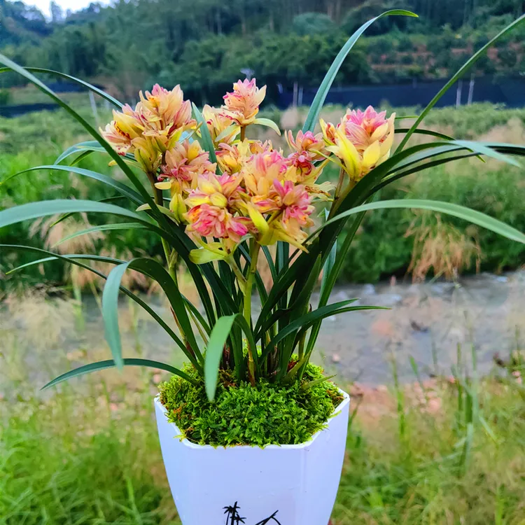 【带花苞】兰花苗浓香富山奇蝶室内盆栽四季建兰花卉