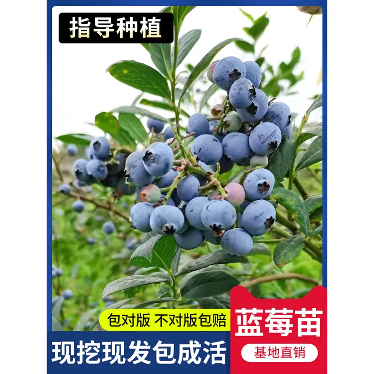 薄雾蓝莓苗南北方种植当年结果盆栽地栽带花苞发货蓝莓苗果树