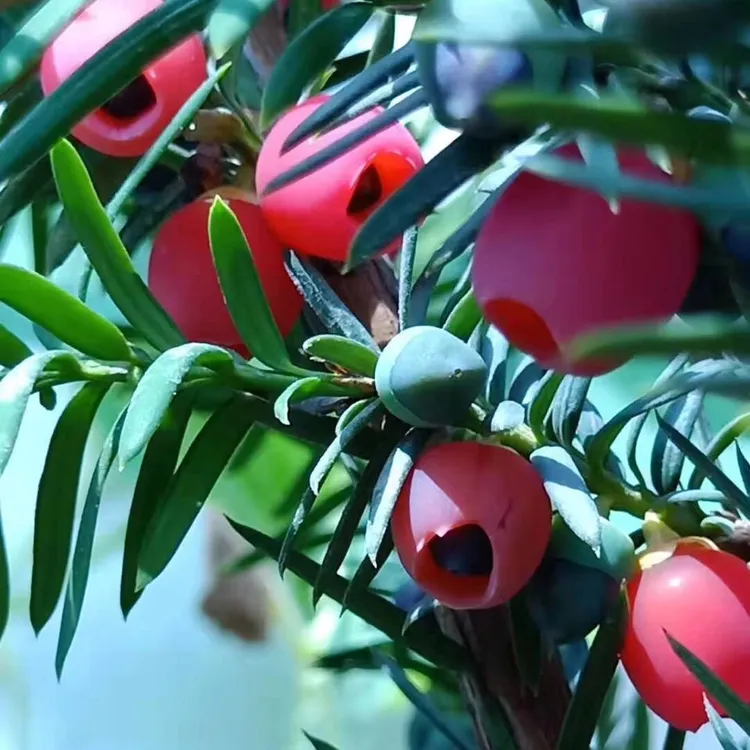 曼地亚红豆杉盆景植物室内绿植盆栽盆景净化空气吸甲醛红豆杉盆景