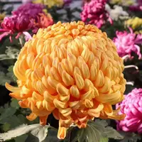 【橙国华】大花菊花盆栽带花苞发货新手好养活耐寒花期四季开花绿植