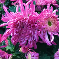 【桃源醉】菊花盆栽大花带花苞发货耐寒好养室内四季开花绿植花卉