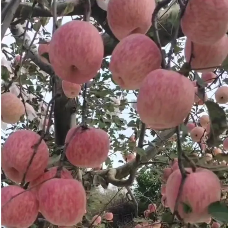 正宗河南灵宝寺河山红富士条纹苹果 。