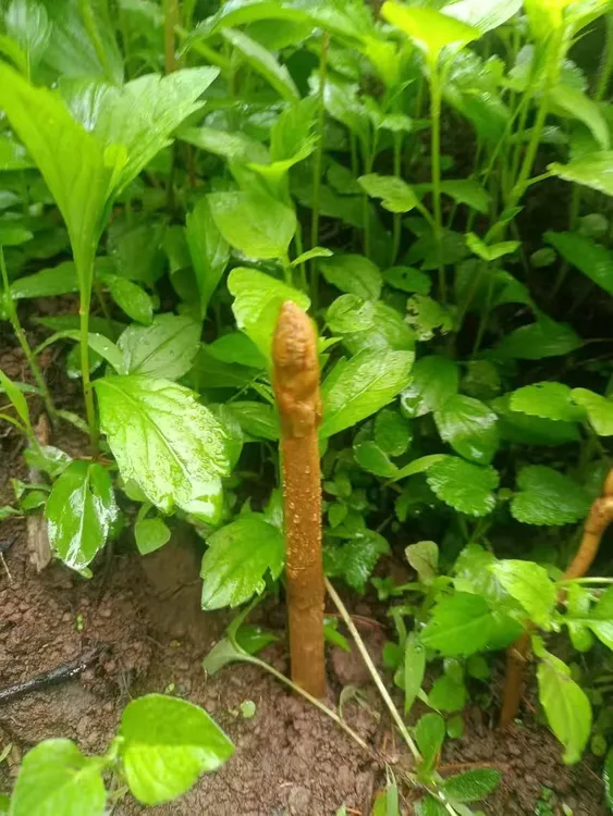 彝良县小草坝乌天麻（3斤 起单）包邮