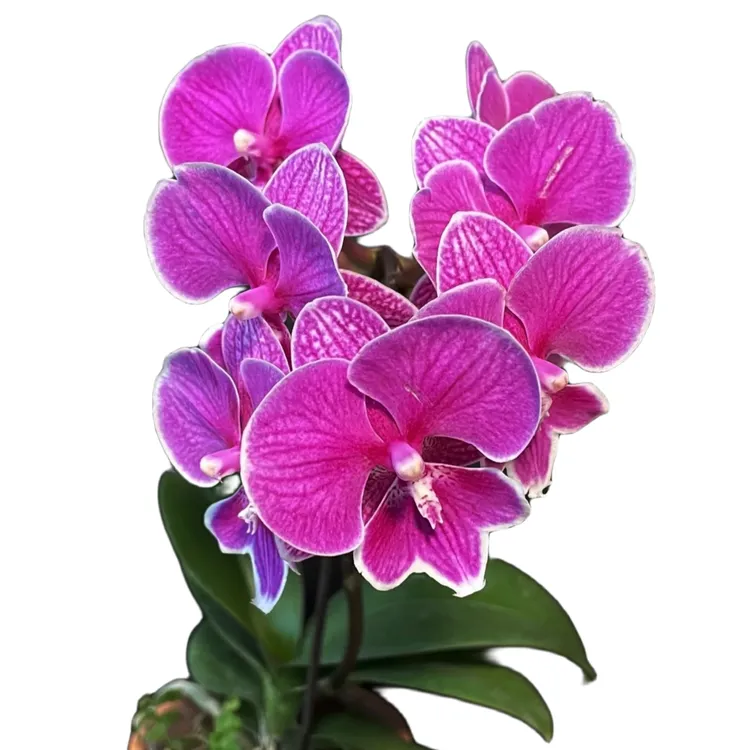 【红豆】蝴蝶兰红色系大舌头 带花剑发货