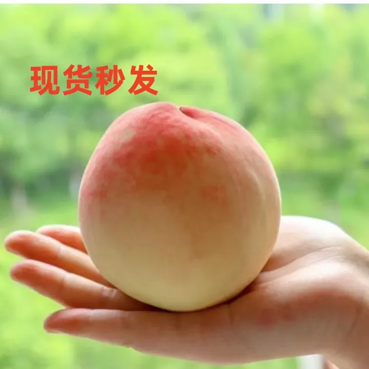 顺丰空运 湖景桃苏州张家港凤凰水蜜桃4-5两桃子自产自销软甜多汁