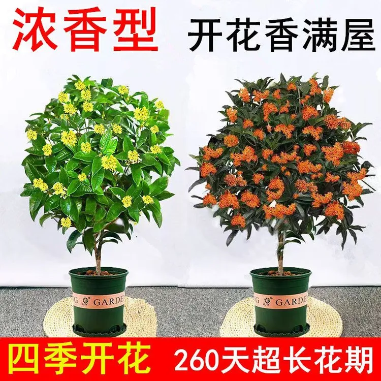 【四季开花】浓香型桂花树盆栽耐寒植物金桂花苗净化空气花卉大全